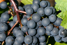 Dornfelder Grape